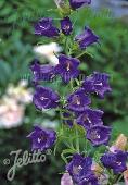 Campanula medium Blue single